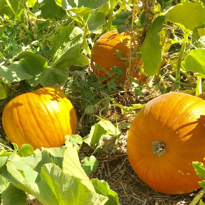 Jack-o’-lantern Pumpkin Seeds