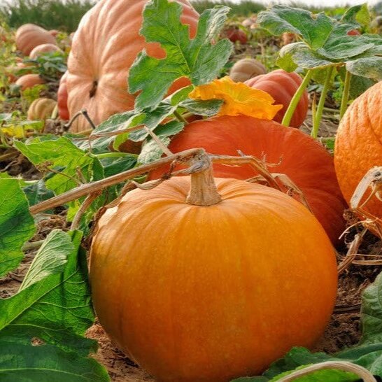 Jack-o’-lantern Pumpkin Seeds