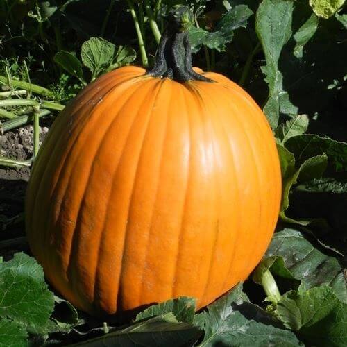 Jack-o’-lantern Pumpkin Seeds