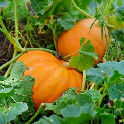 Jack-o’-lantern Pumpkin Seeds