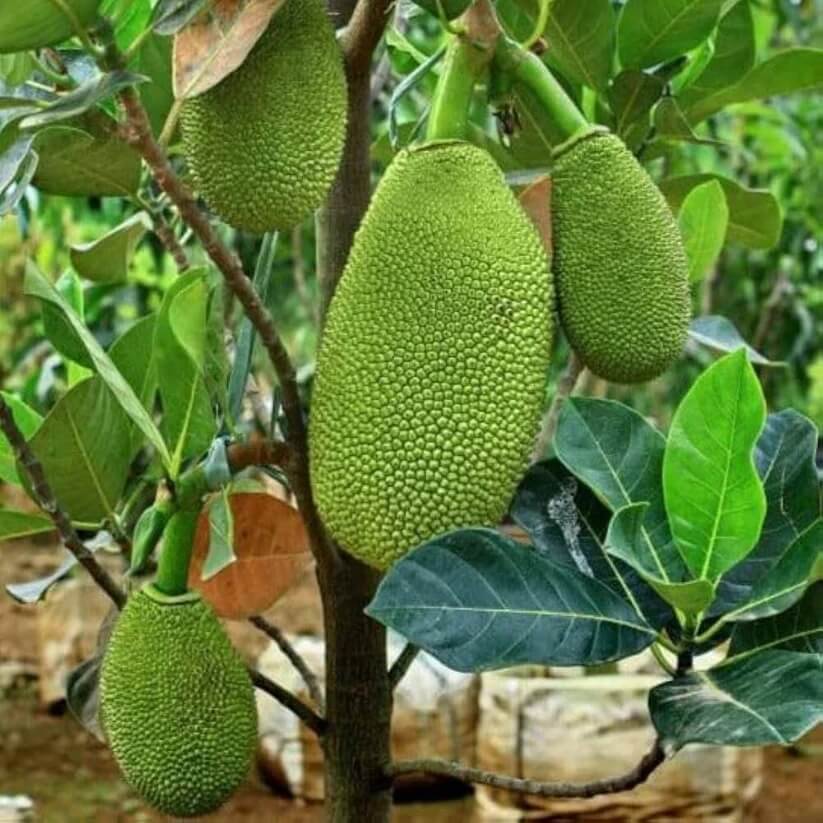 Jackfruit Seeds