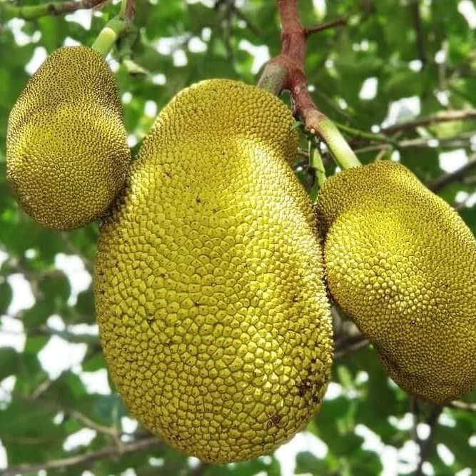 Jackfruit Seeds