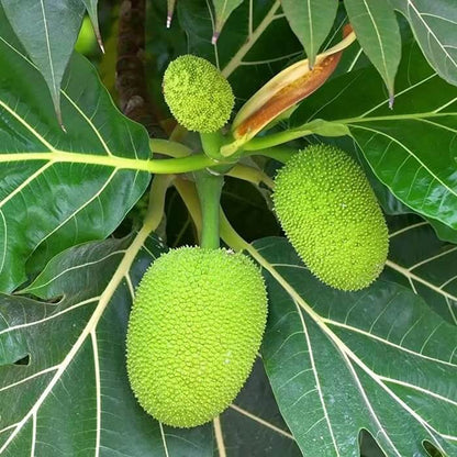 Jackfruit Seeds