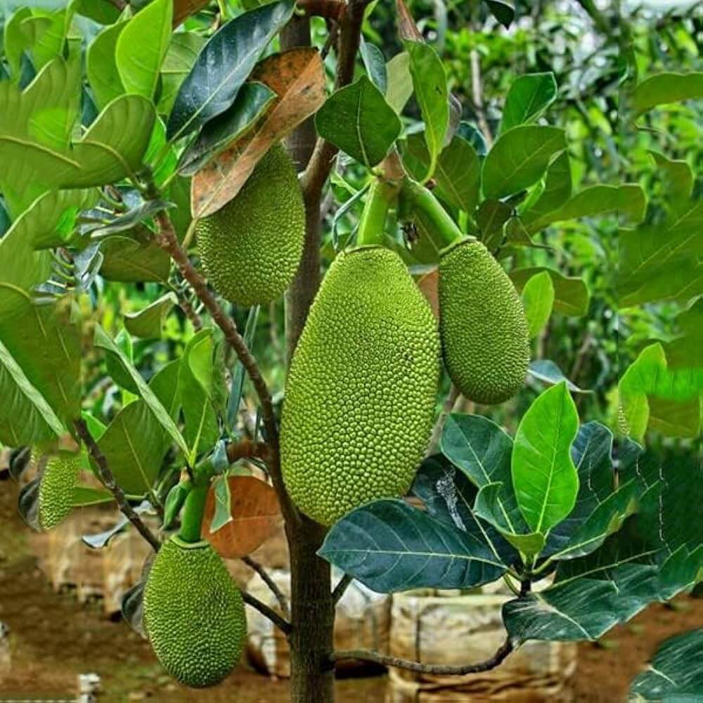 Jackfruit Seeds - Fruit Plant for Home Gardens