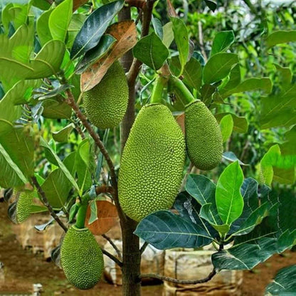 Jackfruit Seeds - Fruit Plant for Home Gardens