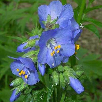 Jacob's Ladder Seeds - Flower Plant