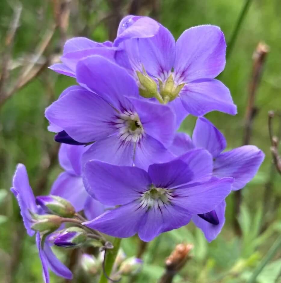 Jacob's Ladder Seeds - Flower Plant