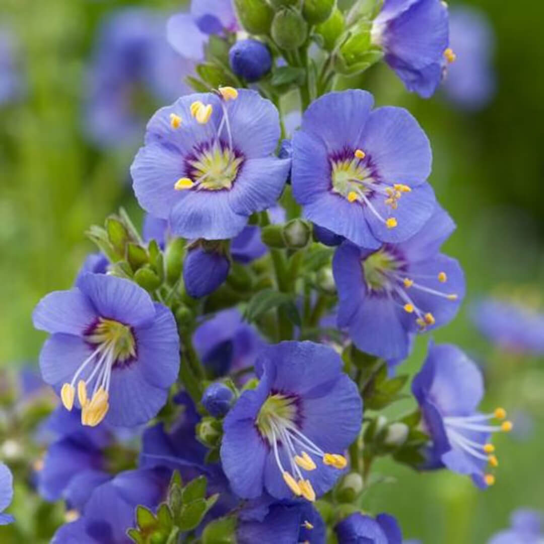 Jacob's Ladder Seeds - Flower Plant
