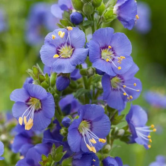 Jacob's Ladder Seeds - Flower Plant