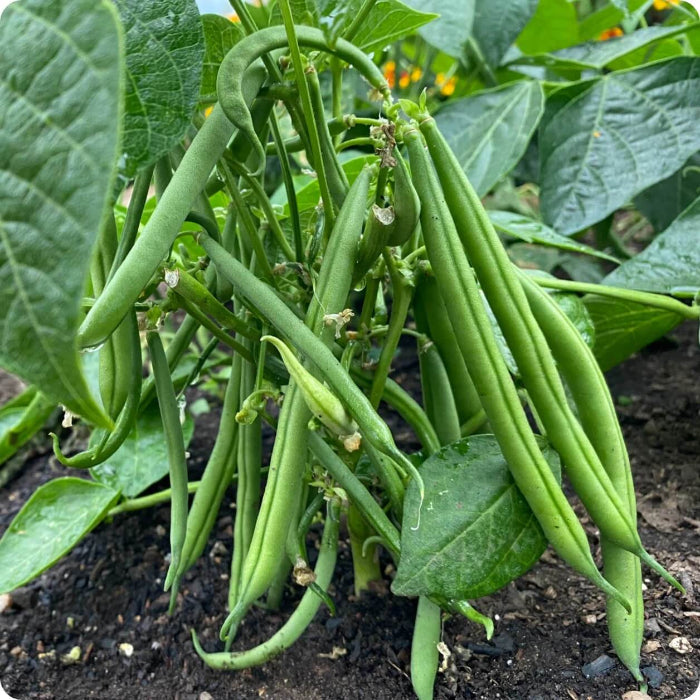 Jade Bean Seeds - Vegetable Plant