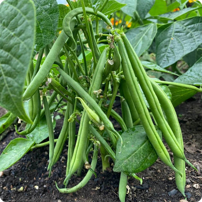 Jade Bean Seeds - Vegetable Plant