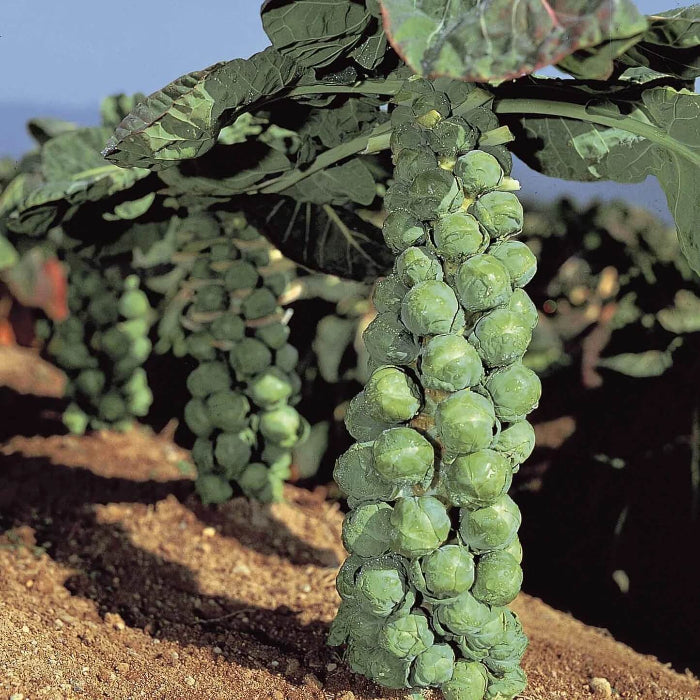 Jade Cross Brussel Sprout Seeds - Vegetable Plant