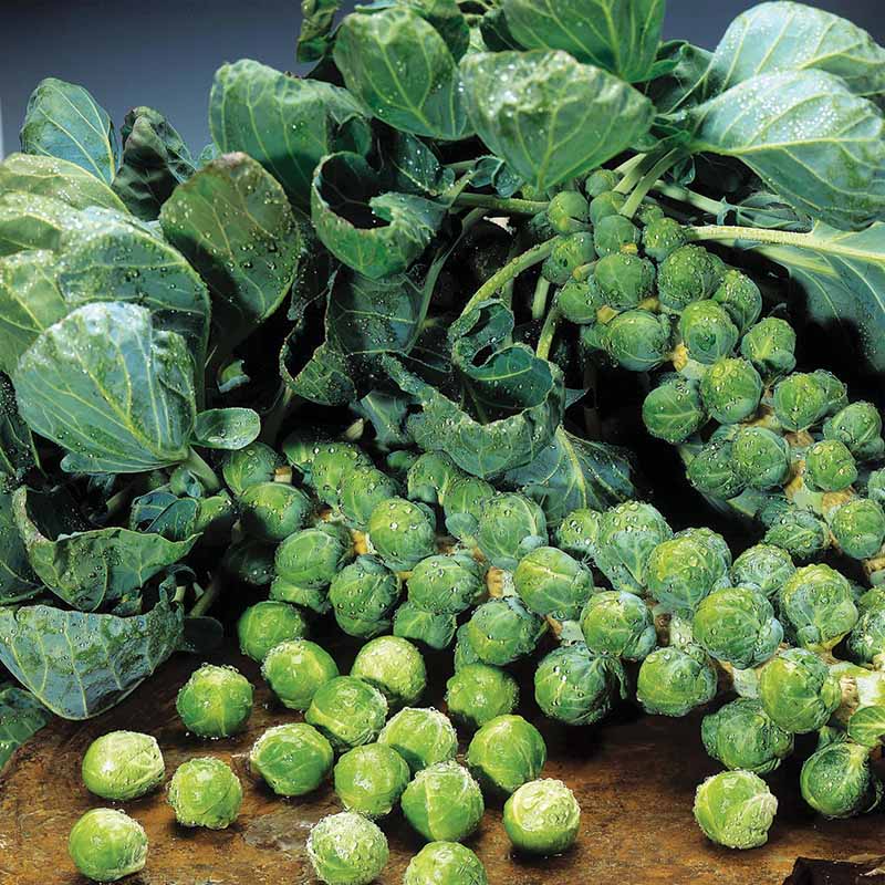 Jade Cross Brussel Sprout Seeds - Vegetable Plant