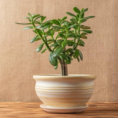 Jade Plant Seeds - Flower Plant