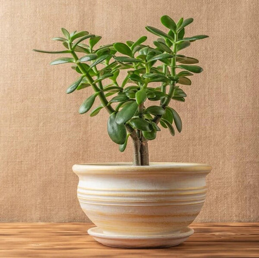 Jade Plant Seeds - Flower Plant