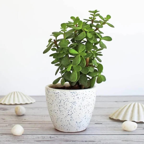 Jade Plant Seeds - Flower Plant