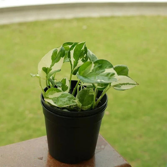 Jade Pothos seeds