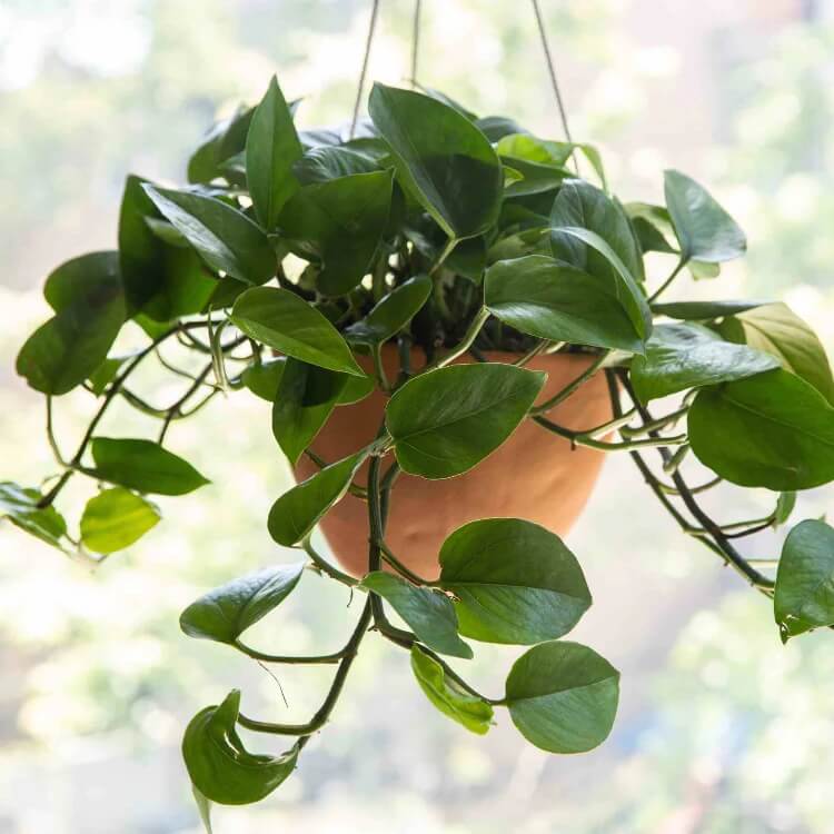 Jade Pothos seeds
