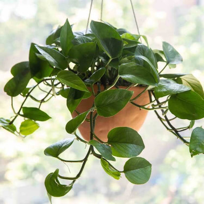 Jade Pothos seeds