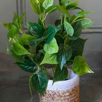 Jade Pothos seeds