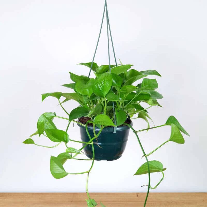 Jade Pothos seeds