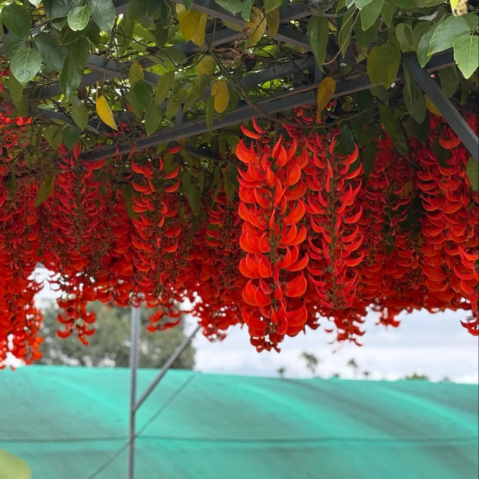 Jade Vine Seeds - Flower Plant