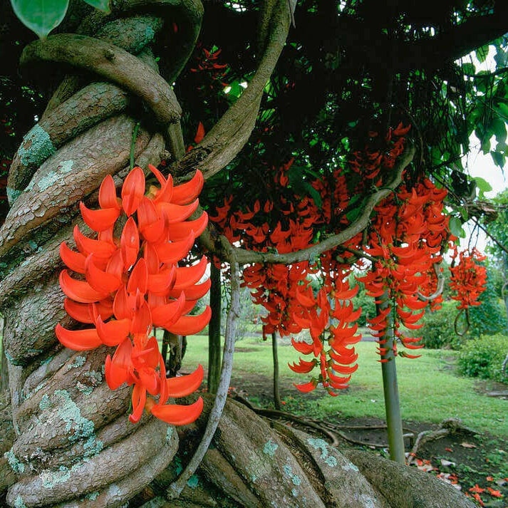 Jade Vine Seeds - Flower Plant