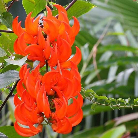 Jade Vine seeds - Flower Plant