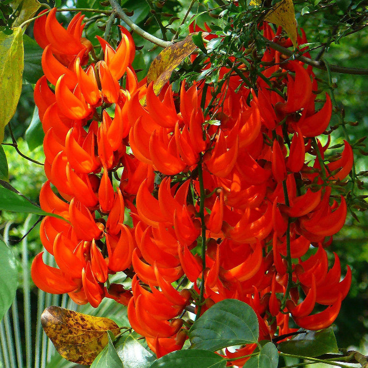 Jade Vine seeds - Flower Plant