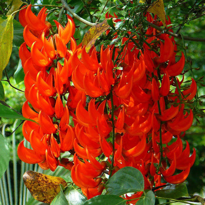 Jade Vine seeds - Flower Plant