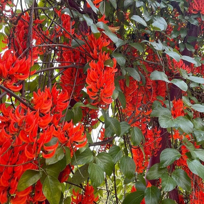 Jade Vine seeds - Flower Plant