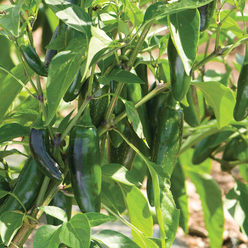 Jalafuego Pepper Seeds - Heirloom Vegetable Plant for Home Gardens
