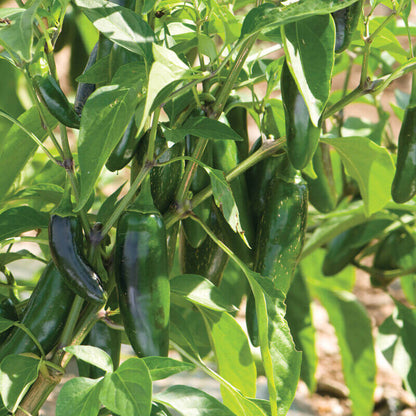 Jalafuego Pepper Seeds - Heirloom Vegetable Plant for Home Gardens