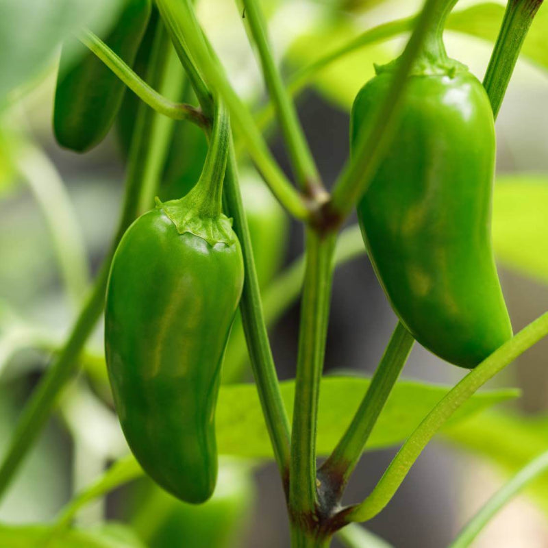 Jalafuego Pepper Seeds - Heirloom Vegetable Plant for Home Gardens