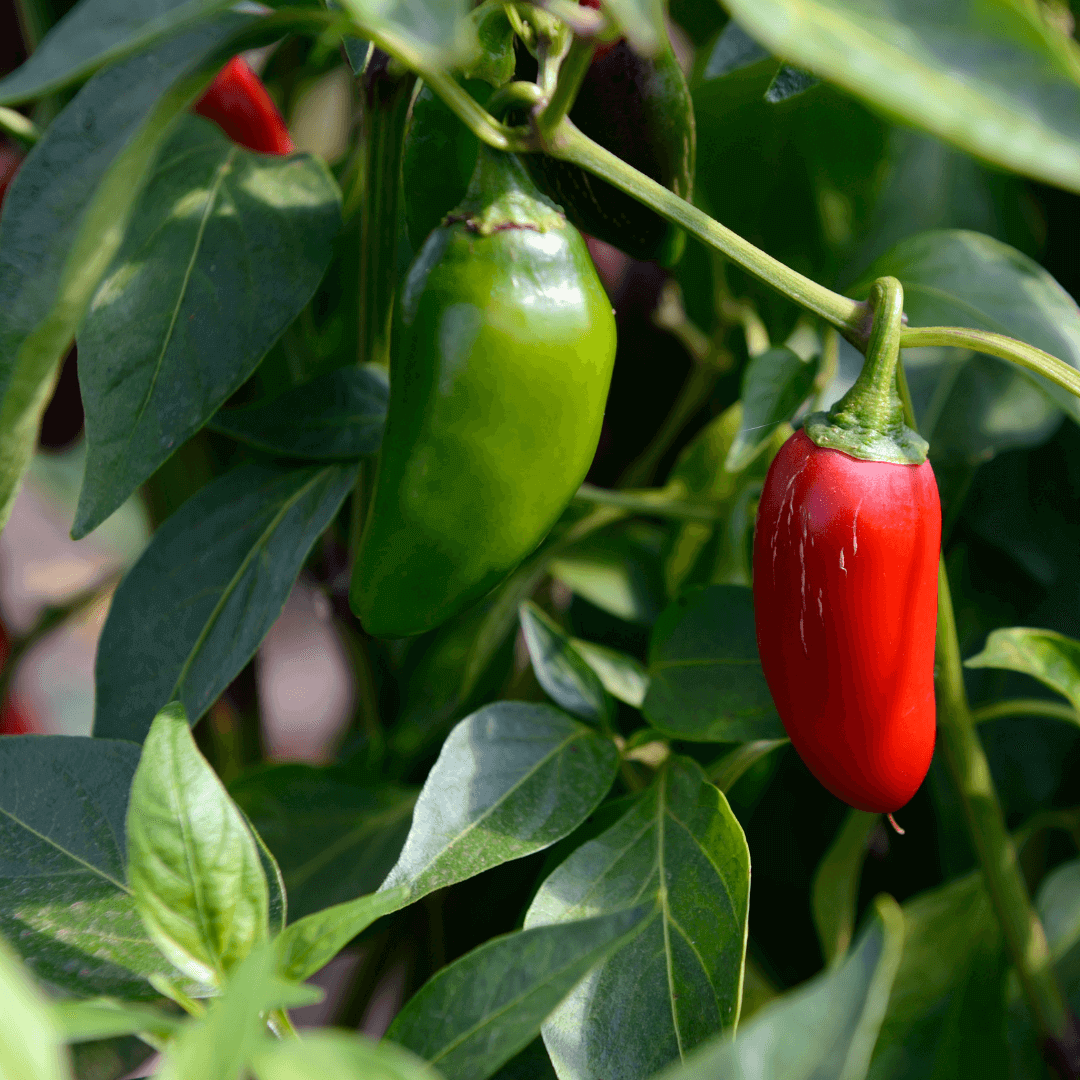 Jalapeño Pepper Seeds - Flower Plant