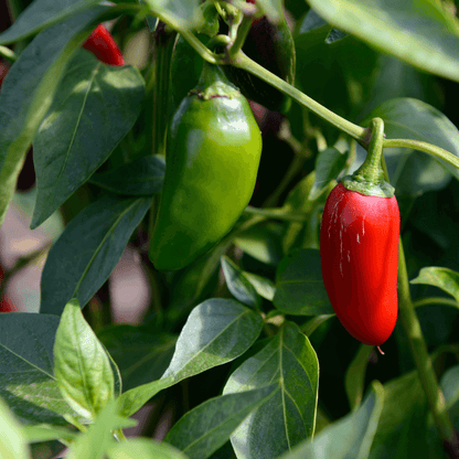 Jalapeño Pepper Seeds - Flower Plant