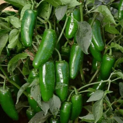 Jalapeno Pepper Seeds - Vegetable Plant