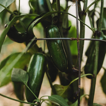 Jalapeno Pepper Seeds - Vegetable Plant