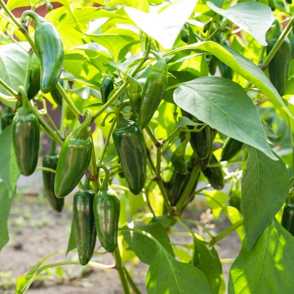 Jalapeno Seeds 