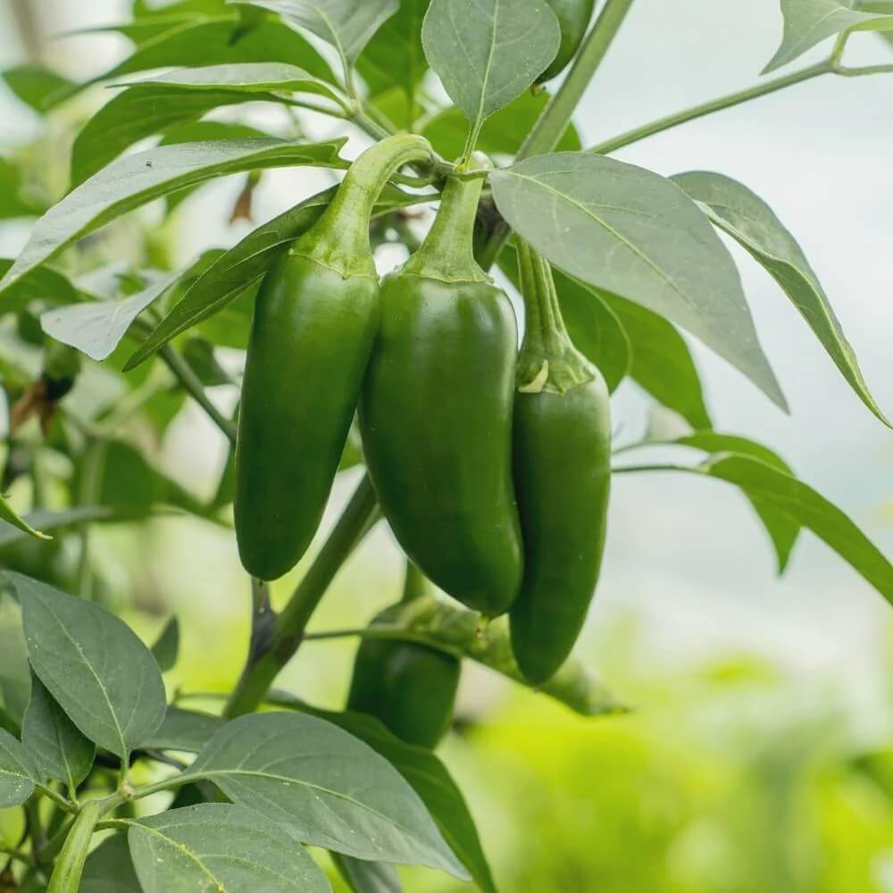 Jalapeno Seeds 