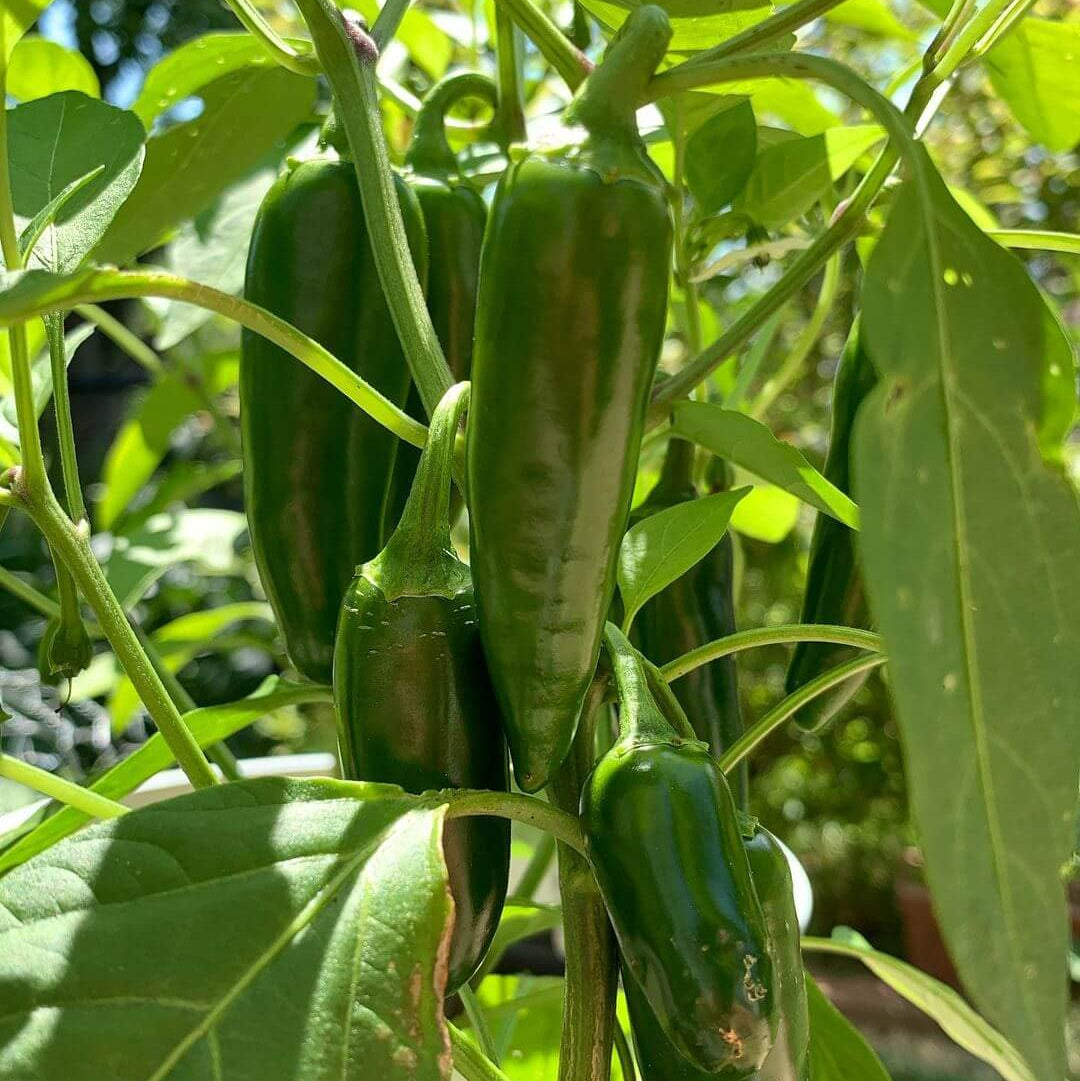 Jalapeno Seeds 