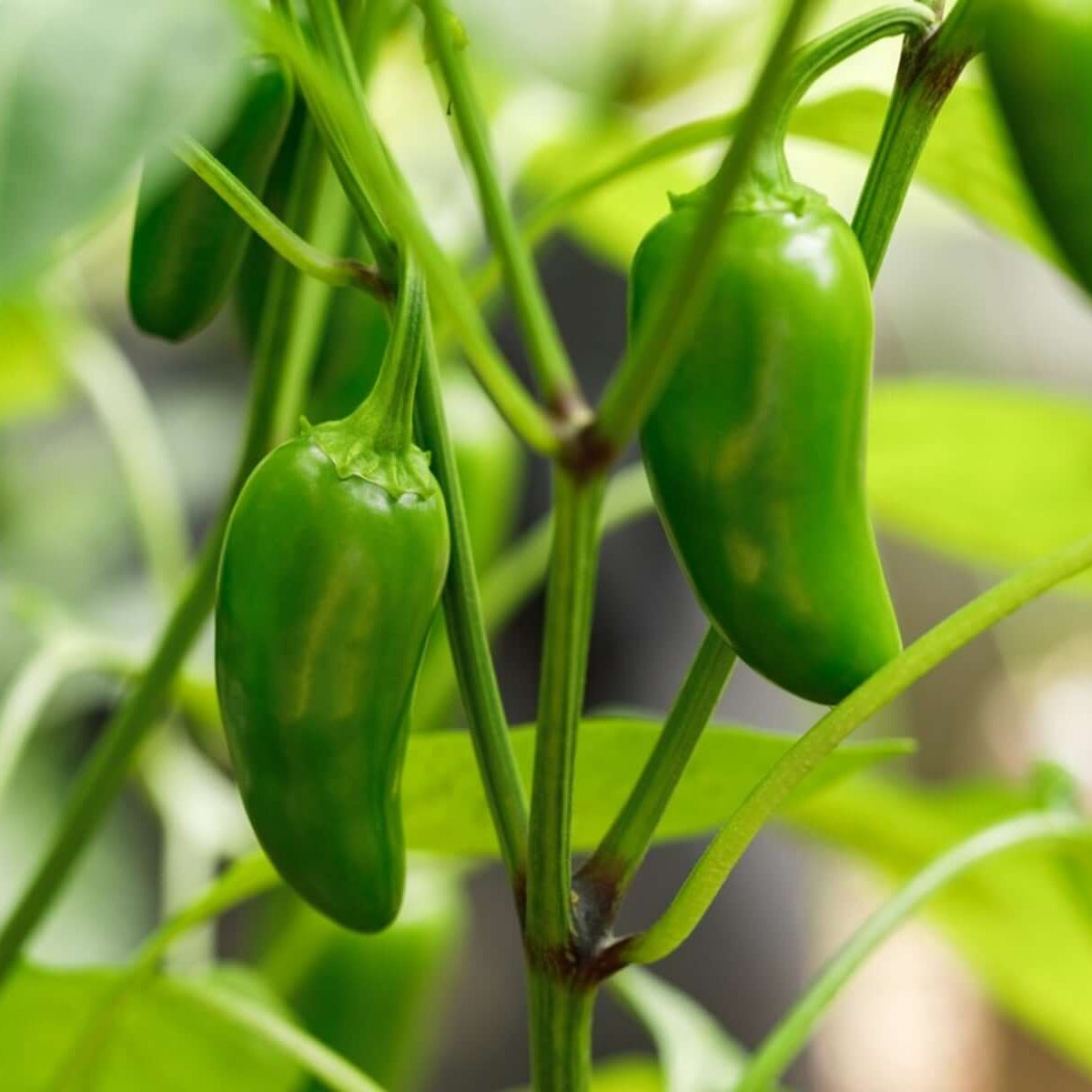 Jalapeno seeds - Vegetable Plant