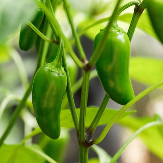 Jalapeno seeds - Vegetable Plant