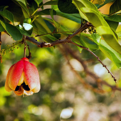 Jamaican Apple Seeds - Heirloom Fruit Plant for Home Gardens