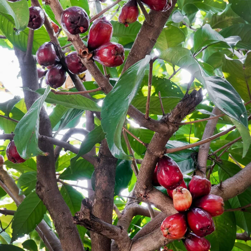 Jamaican Apple Seeds - Heirloom Fruit Plant for Home Gardens