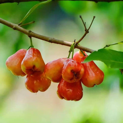 Jamaican Apple Seeds - Heirloom Fruit Plant for Home Gardens