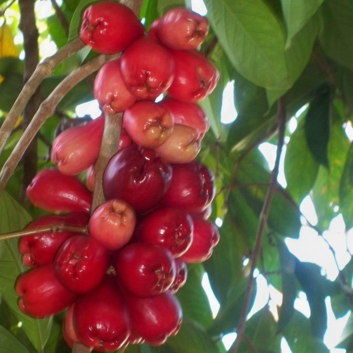 Jamaican Apple Seeds - Heirloom Fruit Plant for Home Gardens