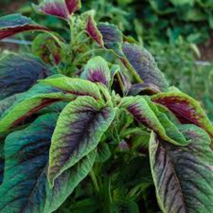 Jamaican Callaloo Seeds - Vegetable Plant