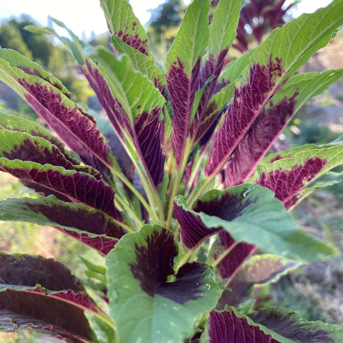Jamaican Callaloo Seeds - Vegetable Plant