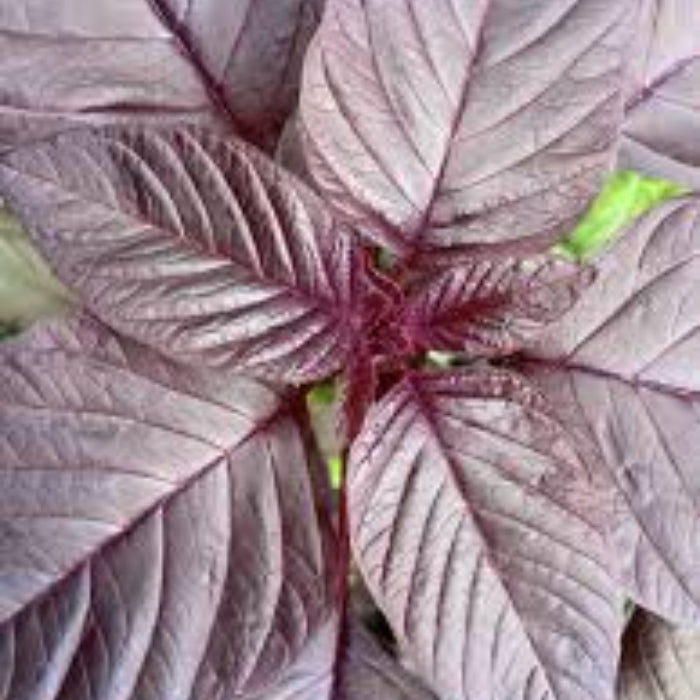 Jamaican Callaloo Seeds - Vegetable Plant